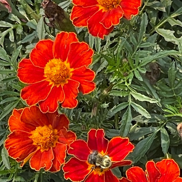 Meet your Posher, Julie - Picture 1 of 1